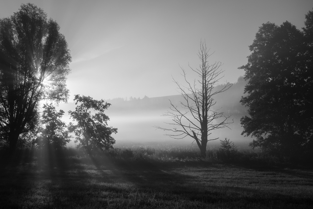 (F_Tramer) Sommernebelbänke-5